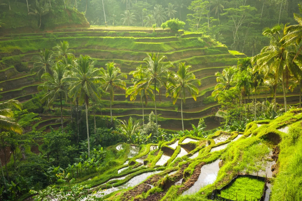 Bali Travel Guide