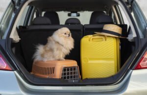 Read more about the article Travel Dog Crate Guide 7 Powerful Tips for Happy Pet Trips.