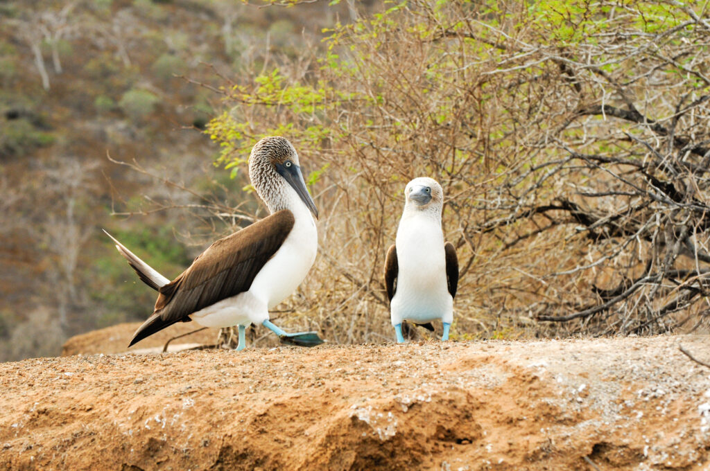 Galapagos Islands Travel